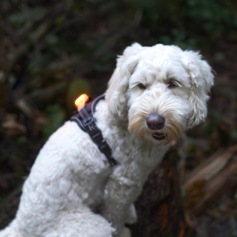 Ollipet LED Light in the dark | Genopladelig